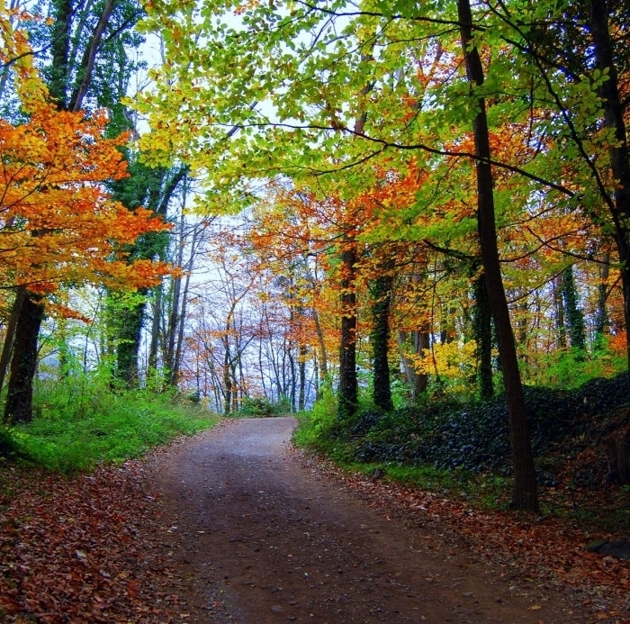 Fageda d'en Jordà